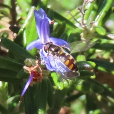 Melangyna viridiceps (Hover fly) at QPRC LGA - 24 Sep 2023 by MatthewFrawley