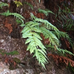 Todea barbara (King Fern) at Woodlands, NSW - 25 Sep 2023 by plants