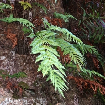 Todea barbara (King Fern) at Wingecarribee Local Government Area - 24 Sep 2023 by plants