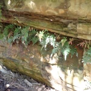 Blechnum ambiguum at Woodlands, NSW by plants