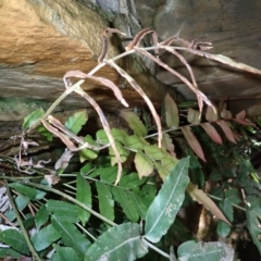 Blechnum ambiguum at Woodlands, NSW - 25 Sep 2023