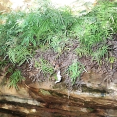 Gleichenia rupestris (Scrambling Coral Fern) at Woodlands - 24 Sep 2023 by plants