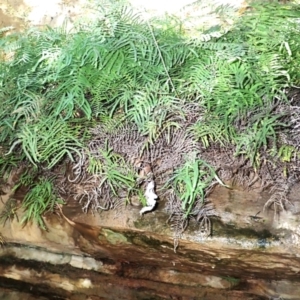 Gleichenia rupestris (Scrambling Coral Fern) at Woodlands, NSW by plants