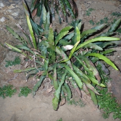 Blechnum patersonii subsp. patersonii (Strap Water Fern) at Mittagong, NSW - 24 Sep 2023 by plants