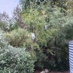 Callocephalon fimbriatum (Gang-gang Cockatoo) at Mittagong, NSW - 25 Sep 2023 by BarbaraW