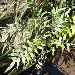 Blechnum minus (Soft Water Fern) at Woodlands, NSW - 25 Sep 2023 by plants