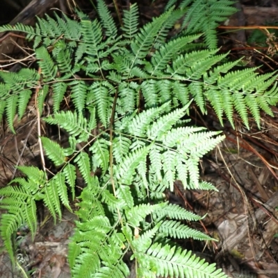 Pteris tremula (Tender Brake) at Wingecarribee Local Government Area - 25 Sep 2023 by plants