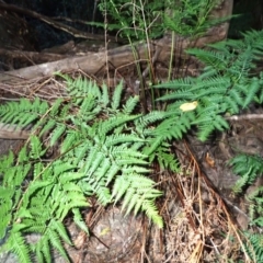 Pteris tremula at Woodlands, NSW - 25 Sep 2023 10:04 AM