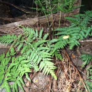 Pteris tremula at Woodlands, NSW - 25 Sep 2023 10:04 AM