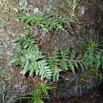 Davallia solida var. pyxidata (Hare's Foot Fern) at Wingecarribee Local Government Area - 25 Sep 2023 by plants