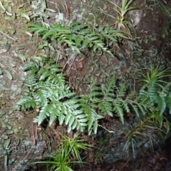 Davallia solida var. pyxidata (Hare's Foot Fern) at Woodlands, NSW - 25 Sep 2023 by plants