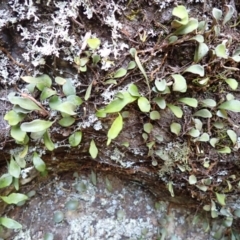 Pyrrosia rupestris (Rock Felt Fern) at Woodlands, NSW - 25 Sep 2023 by plants