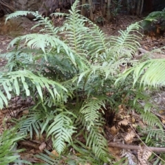 Blechnum cartilagineum (Gristle Fern) at Woodlands - 25 Sep 2023 by plants