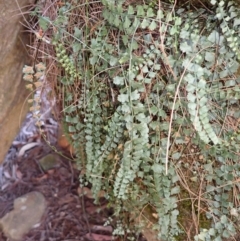 Asplenium flabellifolium (Necklace Fern) at Woodlands - 25 Sep 2023 by plants