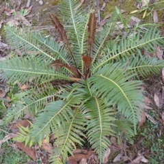 Blechnum nudum (Fishbone Water Fern) at Wingecarribee Local Government Area - 25 Sep 2023 by plants