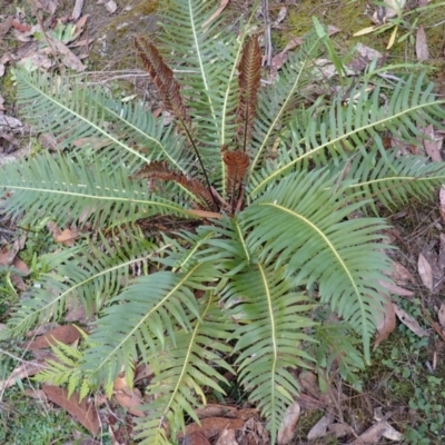 Blechnum nudum (Fishbone Water Fern) at Wingecarribee Local Government Area - 25 Sep 2023 by plants