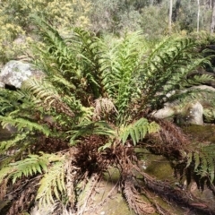 Todea barbara (King Fern) at Woodlands - 25 Sep 2023 by plants