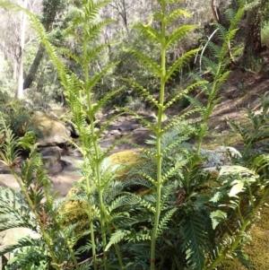 Todea barbara at Woodlands, NSW - suppressed