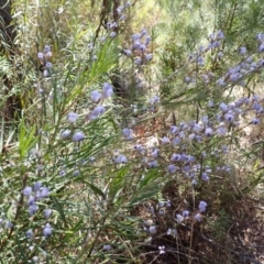 Comesperma volubile (Love Creeper) at Woodlands - 25 Sep 2023 by plants