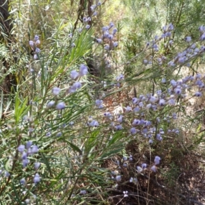 Comesperma volubile at Woodlands, NSW - 25 Sep 2023 11:24 AM