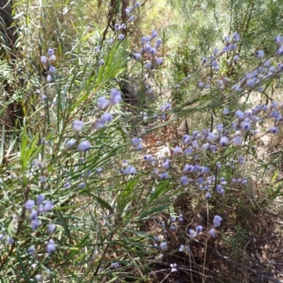 Comesperma volubile (Love Creeper) at Woodlands - 25 Sep 2023 by plants