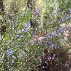 Comesperma volubile (Love Creeper) at Woodlands, NSW - 25 Sep 2023 by plants