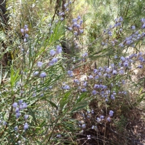 Comesperma volubile (Love Creeper) at Woodlands, NSW by plants