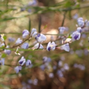 Comesperma volubile at Woodlands, NSW - 25 Sep 2023