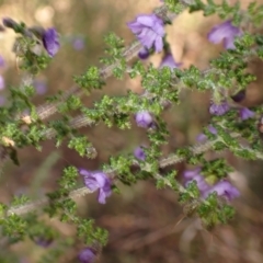 Prostanthera violacea (Violet Mint-bush) at Wingecarribee Local Government Area - 25 Sep 2023 by plants