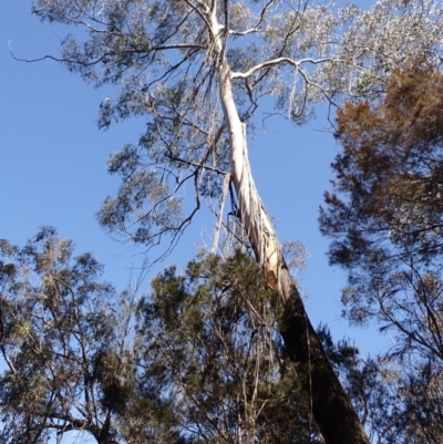 Eucalyptus elata (River Peppermint) at Wingecarribee Local Government Area - 25 Sep 2023 by plants