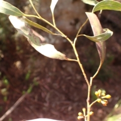 Eucalyptus elata at Woodlands, NSW - 25 Sep 2023 11:34 AM