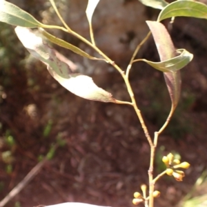 Eucalyptus elata at Woodlands, NSW - 25 Sep 2023