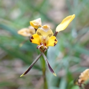 Diuris pardina at Albury, NSW - 18 Sep 2023