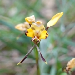 Diuris pardina (Leopard Doubletail) at Nail Can Hill - 18 Sep 2023 by RobG1