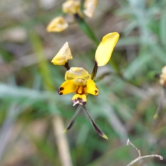 Diuris pardina at Albury, NSW - suppressed
