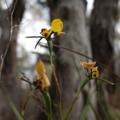 Diuris pardina at Albury, NSW - suppressed