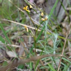 Diuris pardina at Albury, NSW - suppressed