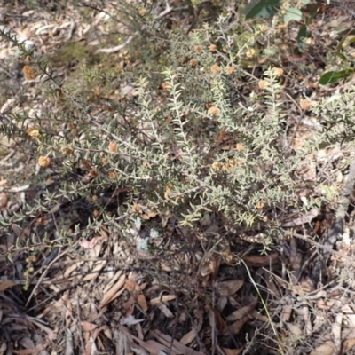 Acacia gunnii (Ploughshare Wattle) at Woodlands - 25 Sep 2023 by plants