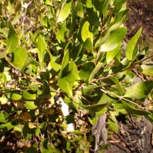 Persoonia laurina at Woodlands, NSW - 25 Sep 2023