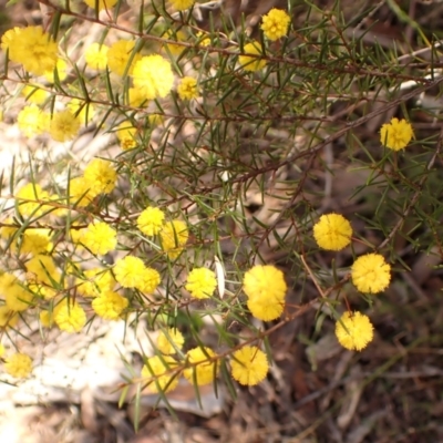 Acacia brownii (Heath Wattle) at Wingecarribee Local Government Area - 25 Sep 2023 by plants