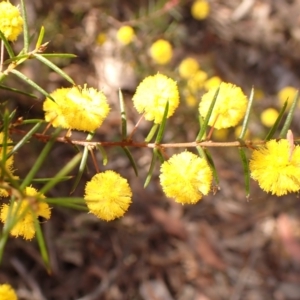 Acacia brownii at Woodlands, NSW - 25 Sep 2023