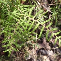 Gleichenia dicarpa (Wiry Coral Fern) at Woodlands, NSW - 25 Sep 2023 by plants