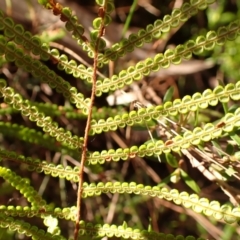 Gleichenia dicarpa at Woodlands, NSW - suppressed