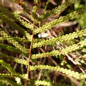 Gleichenia dicarpa at Woodlands, NSW - suppressed