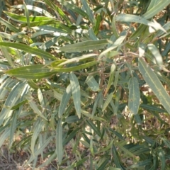 Notelaea neglecta at Sutton Forest, NSW - 25 Sep 2023 by plants