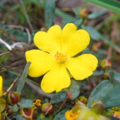 Hibbertia obtusifolia (Grey Guinea-flower) at Nail Can Hill - 18 Sep 2023 by RobG1