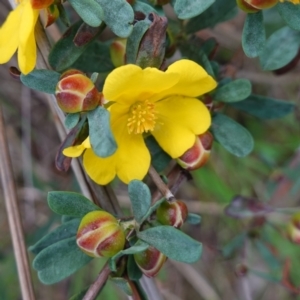 Hibbertia obtusifolia at Albury, NSW - 18 Sep 2023