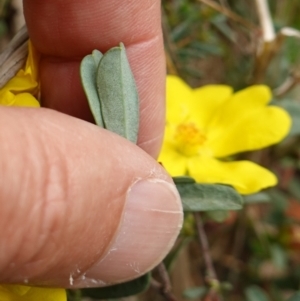 Hibbertia obtusifolia at Albury, NSW - 18 Sep 2023