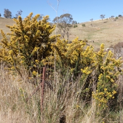 Ulex europaeus (Gorse) at Wingecarribee Local Government Area - 25 Sep 2023 by plants
