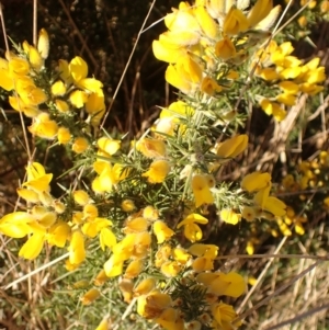 Ulex europaeus at Sutton Forest, NSW - 25 Sep 2023 01:50 PM